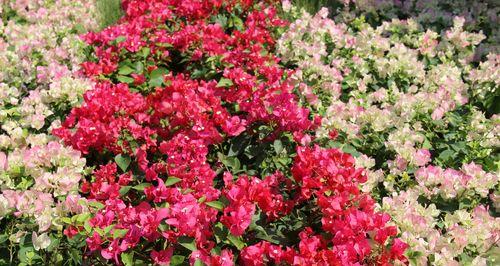 三角梅的花语和传说（探索三角梅的花语之谜）