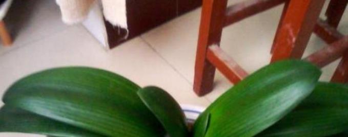 橡皮树可以浇啤酒吗？浇啤酒水的正确方法是什么？