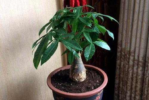 橡皮树可以浇啤酒吗？浇啤酒水的正确方法是什么？