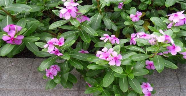 长春花花语的深刻寓意(探秘长春花的含义与象征)