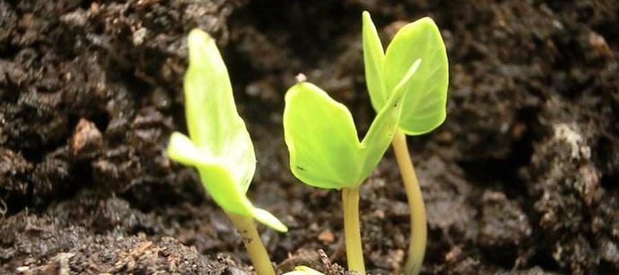 蔬菜种子发芽需要多长时间？常见问题解答