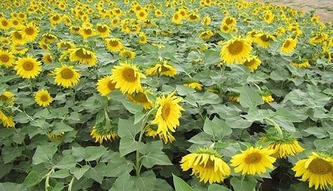 向日葵是属于什么植物类型?它的分类和特点是什么?