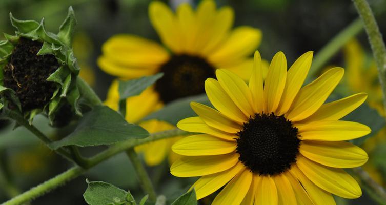 向日葵是属于什么植物类型?它的分类和特点是什么? 向日葵是属于什么植物类型?它的分类和特点是什么?