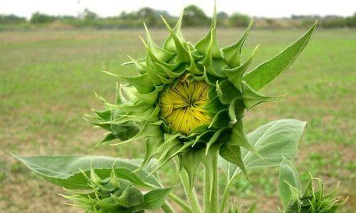 向日葵是属于什么植物类型?它的分类和特点是什么? 向日葵是属于什么植物类型?它的分类和特点是什么?