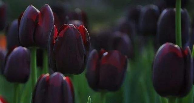 黑色郁金香的花语（神秘而优雅）