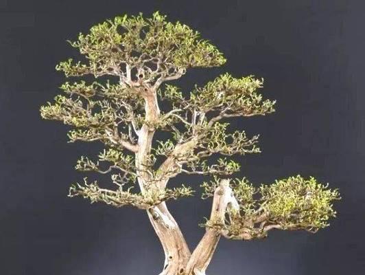 九里香盆景修剪最佳时间是什么时候？如何正确修剪以促进生长？