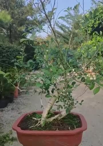 九里香盆景修剪最佳时间是什么时候?如何正确修剪以促进生长?