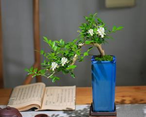 九里香盆景修剪最佳时间是什么时候？如何正确修剪以促进生长？