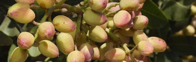 开心果产地在哪里？全球开心果主要产地有哪些？