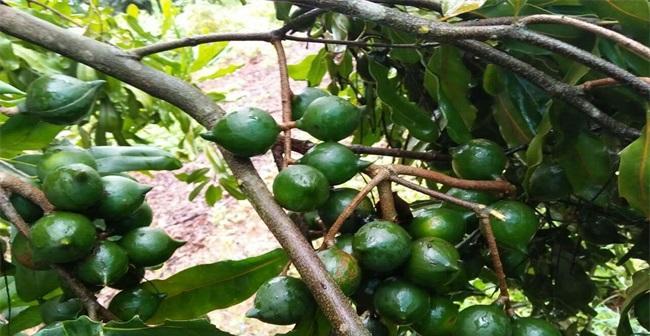 夏威夷果原产地在哪里？如何辨别真正的夏威夷果？