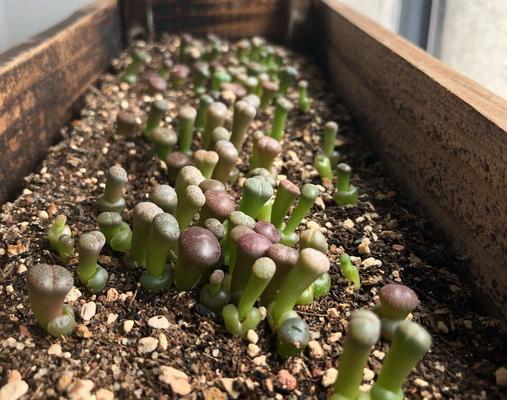 屁股花徒长了怎么办？如何正确修剪和管理？