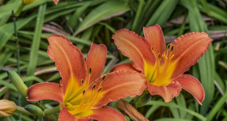 萱草花的象征意义及寓意（解读萱草花的文化内涵）