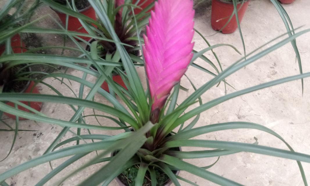 铁兰花适合家里养吗？养在家里好养活吗？