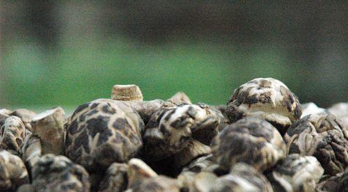 香菇生长需要哪些环境条件？其生长特点是什么？