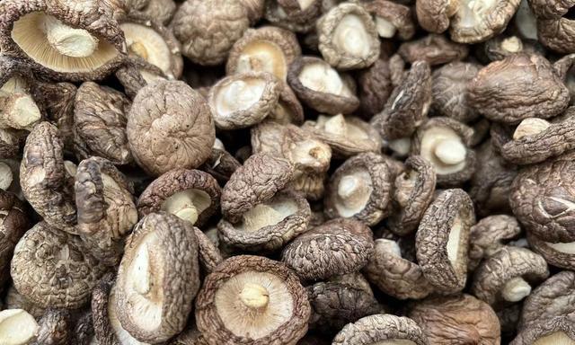 香菇生长需要哪些环境条件？其生长特点是什么？