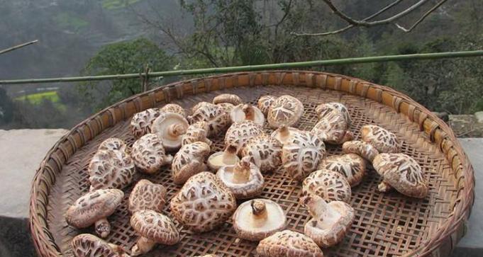 香菇生长需要哪些环境条件？其生长特点是什么？