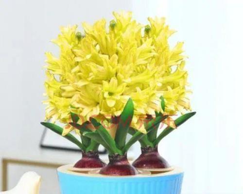 黄色风信子花语的魅力(揭开黄色风信子的花语之谜)