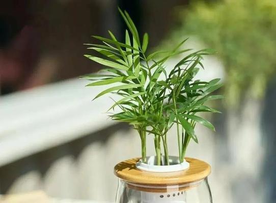 蚊香泡水浇花可行吗?使用后对植物有何影响? 蚊香泡水浇花可行吗?使用后对植物有何影响?