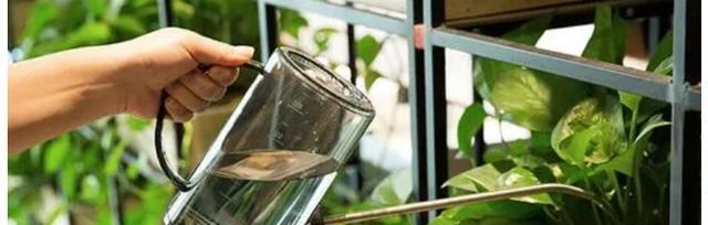 蚊香泡水浇花可行吗?使用后对植物有何影响? 蚊香泡水浇花可行吗?使用后对植物有何影响?