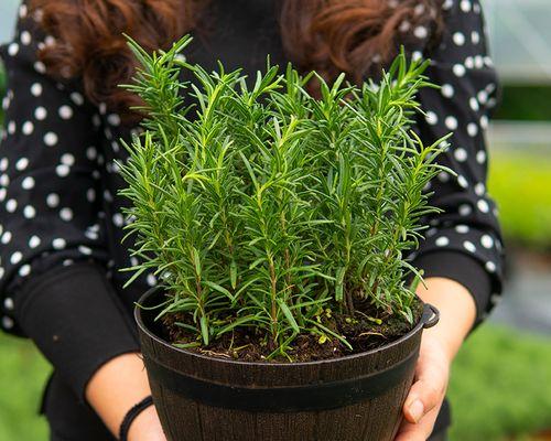 蚊香泡水浇花可行吗?使用后对植物有何影响? 蚊香泡水浇花可行吗?使用后对植物有何影响?