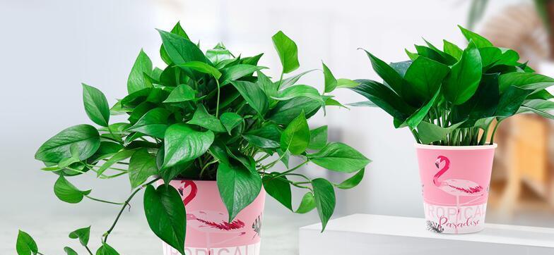 办公室绿萝花语——为工作带来好运(打造舒适办公环境)