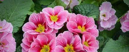 冬天的植物有哪些？如何在寒冷季节中养护？