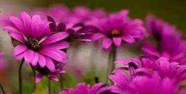 粉色风信子的花语和寓意(揭开粉色风信子的情感密码) 粉色风信子的花语和寓意(揭开粉色风信子的情感密码)