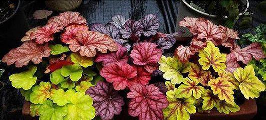 冬天的植物有哪些？如何在寒冷季节中养护？