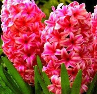 粉色风信子的花语和寓意(揭开粉色风信子的情感密码)