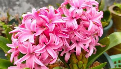 粉色风信子的花语和寓意(揭开粉色风信子的情感密码) 粉色风信子的花语和寓意(揭开粉色风信子的情感密码)