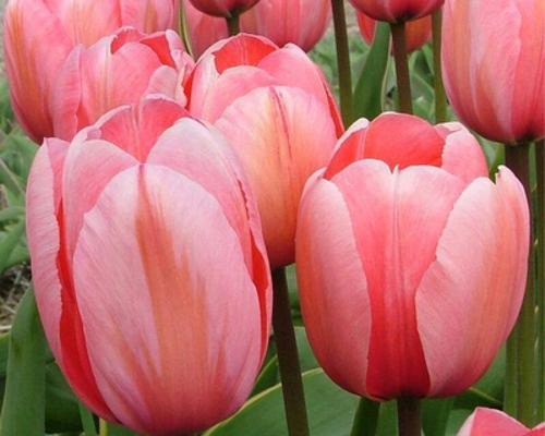 郁金香能承受的最低温度是多少？如何在冬季保护郁金香？