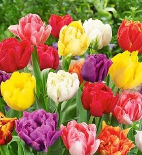 郁金香能承受的最低温度是多少?如何在冬季保护郁金香?