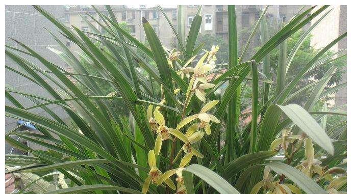 兰花能在室内养吗？室内养殖兰花的注意事项是什么？