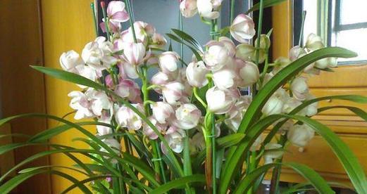 兰花能在室内养吗？室内养殖兰花的注意事项是什么？