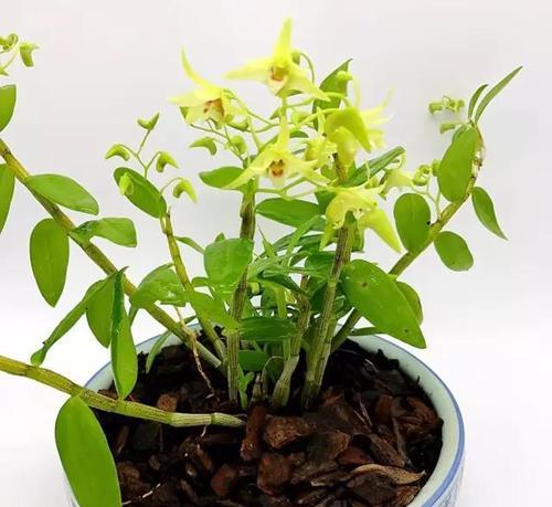 石斛盆栽服盆需要多长时间？如何判断服盆成功？