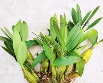 石斛盆栽服盆需要多长时间?如何判断服盆成功? 石斛盆栽服盆需要多长时间?如何判断服盆成功?