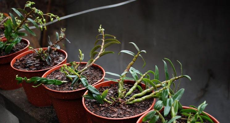 石斛盆栽服盆需要多长时间?如何判断服盆成功? 石斛盆栽服盆需要多长时间?如何判断服盆成功?