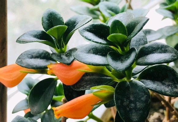 金鱼吊兰适合放在哪里摆放位置？如何选择最佳摆放点？