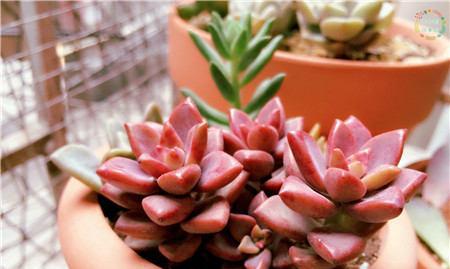 姬胧月多久浇一次水?如何正确养护姬胧月? 姬胧月多久浇一次水?如何正确养护姬胧月?