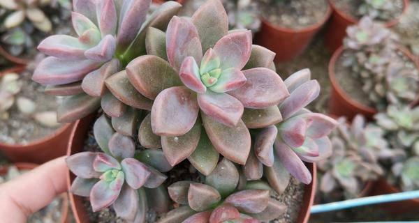 姬胧月多久浇一次水?如何正确养护姬胧月? 姬胧月多久浇一次水?如何正确养护姬胧月?