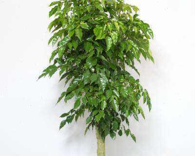 绿宝树的寓意及象征意义（生命力与希望的化身——绿宝树的意义探析）