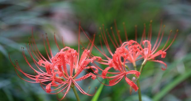 情人泪开花代表什么?开花的寓意与兆头是什么?