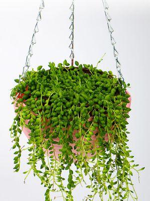 情人泪开花代表什么?开花的寓意与兆头是什么? 情人泪开花代表什么?开花的寓意与兆头是什么?