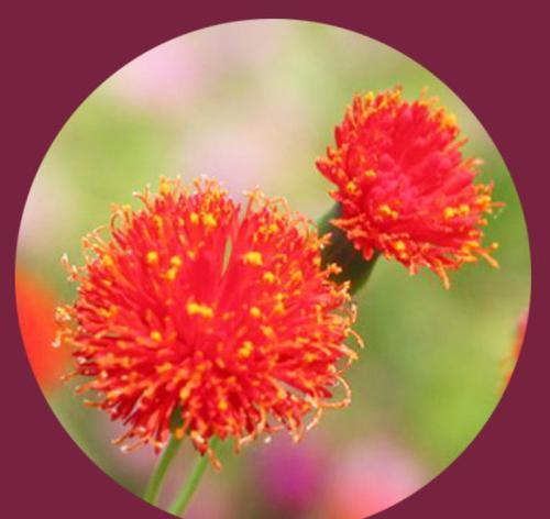 情人泪开花代表什么?开花的寓意与兆头是什么? 情人泪开花代表什么?开花的寓意与兆头是什么?