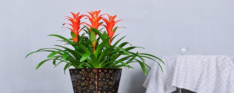 家居风水好物之石竹花（养在家里的幸福指南）