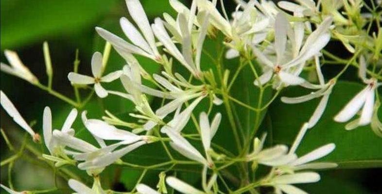 家中常见的有毒植物有哪些？如何识别和处理？