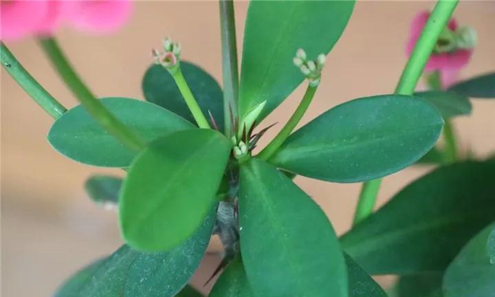 家中常见的有毒植物有哪些？如何识别和处理？