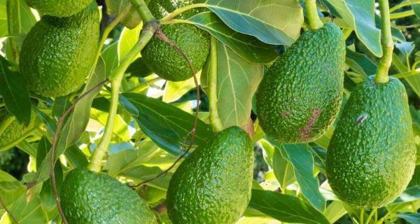 牛油果生长需要哪些环境条件?其生长特点是什么?