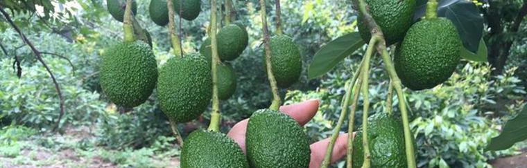 牛油果生长需要哪些环境条件?其生长特点是什么? 牛油果生长需要哪些环境条件?其生长特点是什么?