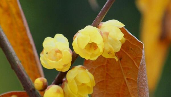 代表坚强傲骨的花是什么？如何养护以保持其傲骨？
